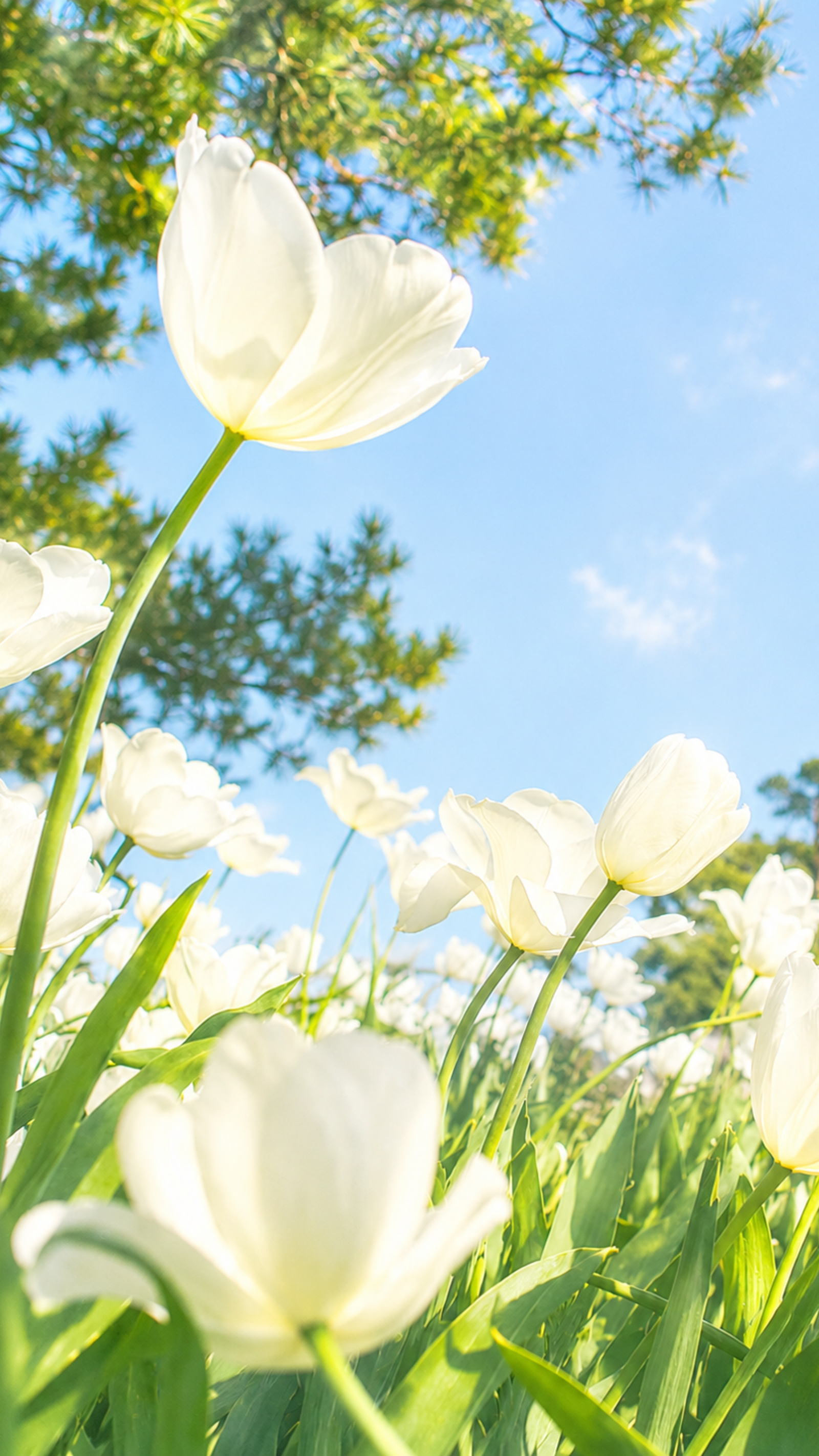 White Blossom Serenity